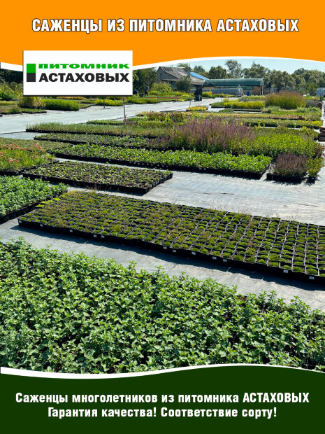 Котовник Сикс Хиллс Джайнт Голд, Фассена