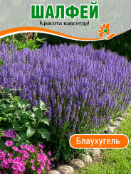 Сальвия (Шалфей) Блаухугель