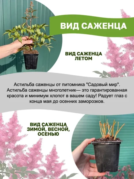 Астильба Аметист
