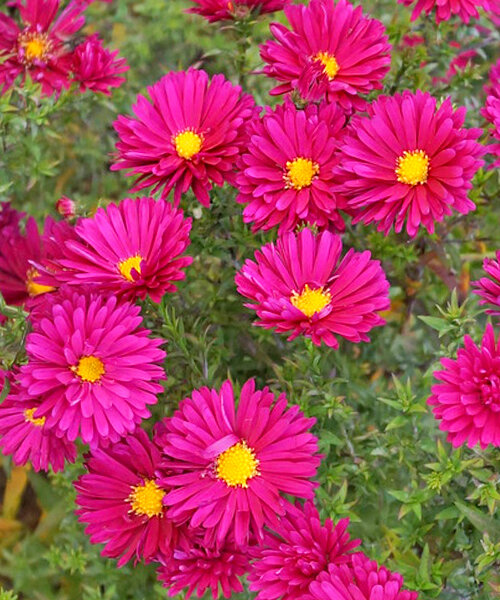 Астра Кримсон Брокад (новобельгийская)
