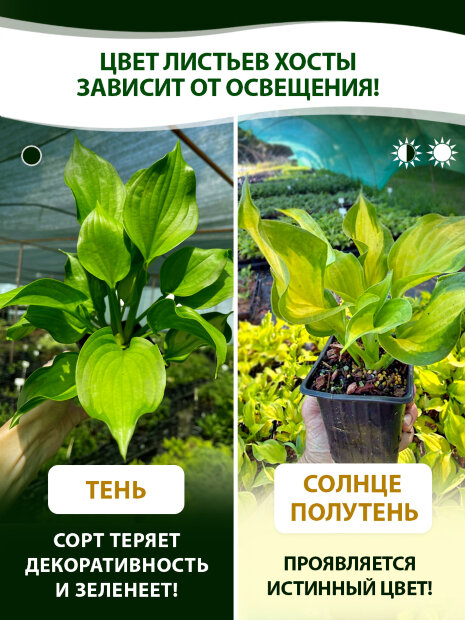 Хоста Лейксайд Банана Бэй