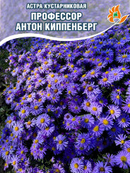 Астра Профессор Антон Киппенберг (кустарниковая) Астра Профессор Антон Киппенберг (кустарниковая)