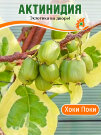 Актинидия Хоки Поки (Аргута)
