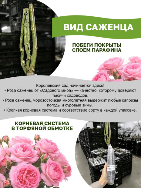 Роза Алабастер (флорибунда)