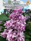 Сирень Олимпиада Колесникова (обыкновенная) Сирень Олимпиада Колесникова (обыкновенная)