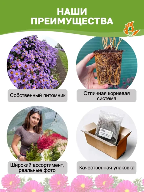 Астра Кристина (кустарниковая)