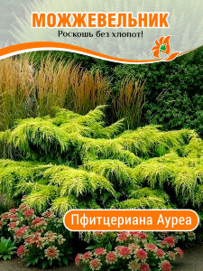 Можжевельник Пфитцериана Ауреа (средний) Можжевельник Пфитцериана Ауреа (средний)