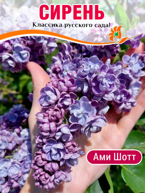 Сирень Ами Шотт (обыкновенная) саженцы 