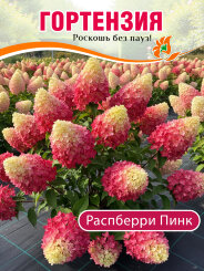 Гортензия Распберри Пинк