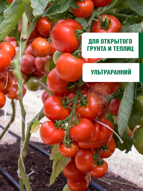 Томат Афродита F1 семена 