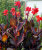 Канна Ред Кинг Гумберт (коричневолистная)