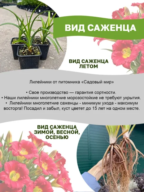 Лилейник Спейскост Кренбери Кид