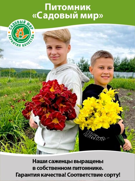 Лилейник Спейскост Кренбери Кид