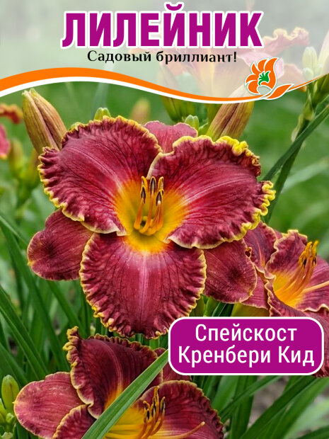 Лилейник Спейскост Кренбери Кид