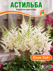 Астильба Юник Вайт (гибридная)