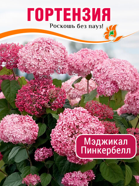 Гортензия Мэджикал Пинкербелл (древовидная) саженцы 