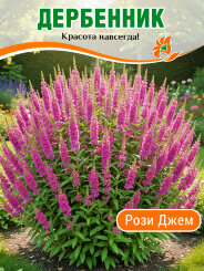 Дербенник Рози Джем