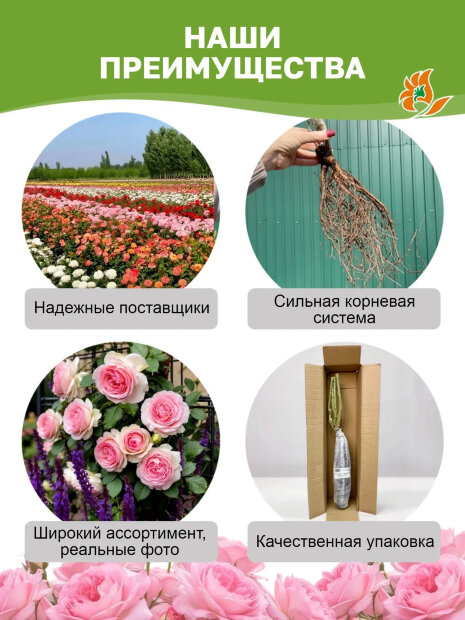 Роза Вильям Шекспир 