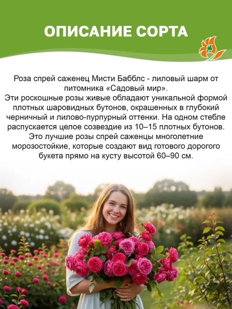 Роза Мисти Баблз 
