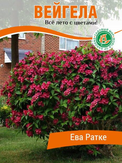 Вейгела Ева Ратки саженцы 