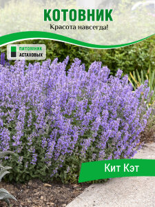 Котовник Кит Кэт, Фассена Котовник Кит Кэт, Фассена