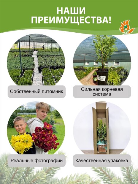 Туя Глобоза Ауреа (западная)