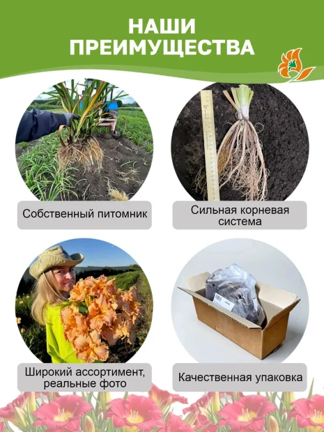 Лилейник Пэррот Тату 