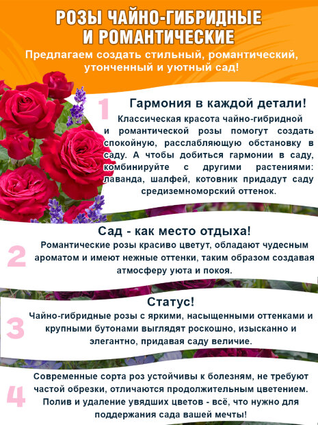 Роза Родос