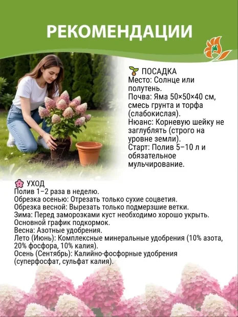 Гортензия Сильвер Доллар (метельчатая) саженцы 