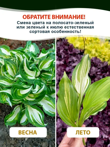 Хоста Унивитата