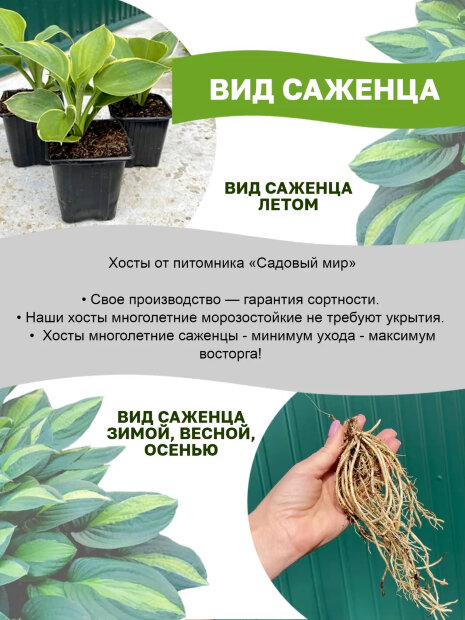 Хоста Вельвет Мун