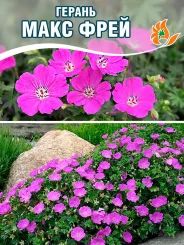 Герань Макс Фрей Герань Макс Фрей