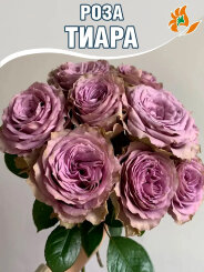 Роза Тиара Роза Тиара