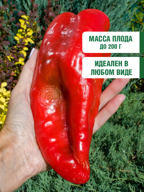 Перец сладкий Богатырь семена 