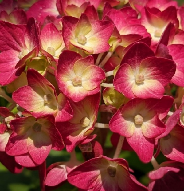 Гортензия Эндлесс Саммэ Лав (крупнолистная, ремонтантная)