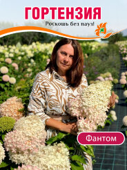 Гортензия Фантом