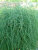 Аспарагус Бэклим (Спаржа)