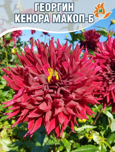 Георгин Кенора Макоп-Би (бахромчатый) Георгин Кенора Макоп-Би (бахромчатый)
