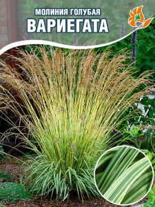 Молиния Вариегата (голубая) Молиния Вариегата (голубая)