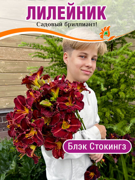 Лилейник Блэк Стокингз
