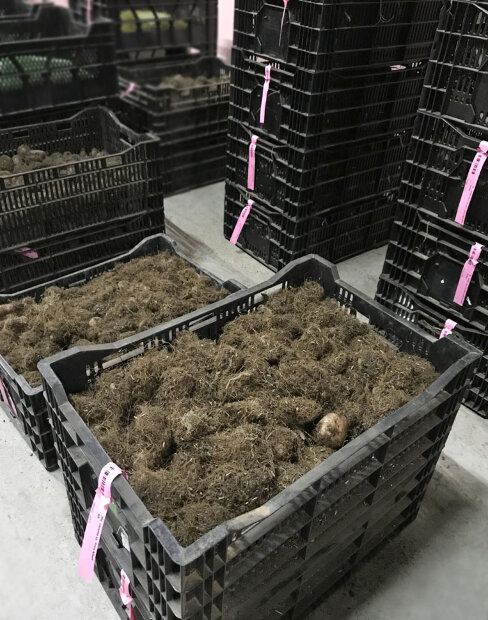 Глоксиния Бланш де Меру
