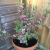 Вейгела Нана Вариегата саженцы 