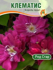 Клематис Ред Стар