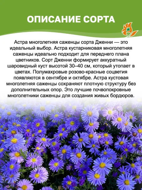 Астра Дженни (кустарниковая)