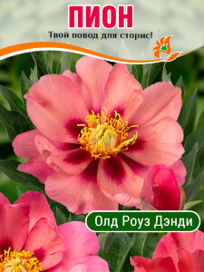 Пион Олд Роуз Дэнди (Ито-гибрид) Пион Олд Роуз Дэнди (Ито-гибрид)