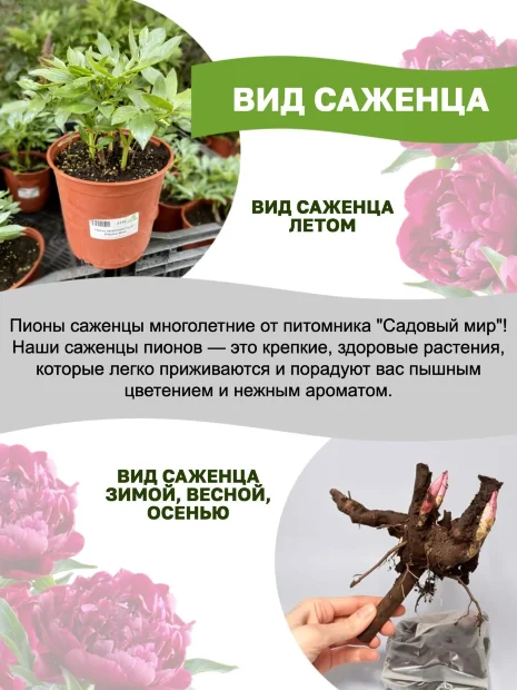 Пион Олд Роуз Дэнди (Ито-гибрид) 
