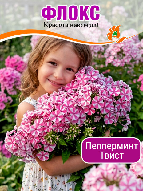 Флокс Пепперминт Твист (Р9)