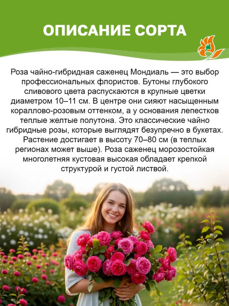 Роза Мондиаль