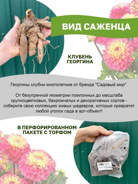 Георгин Маки (крупноцветковый)