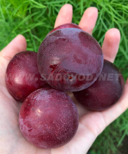 Алыча Кубанская Комета (осень)